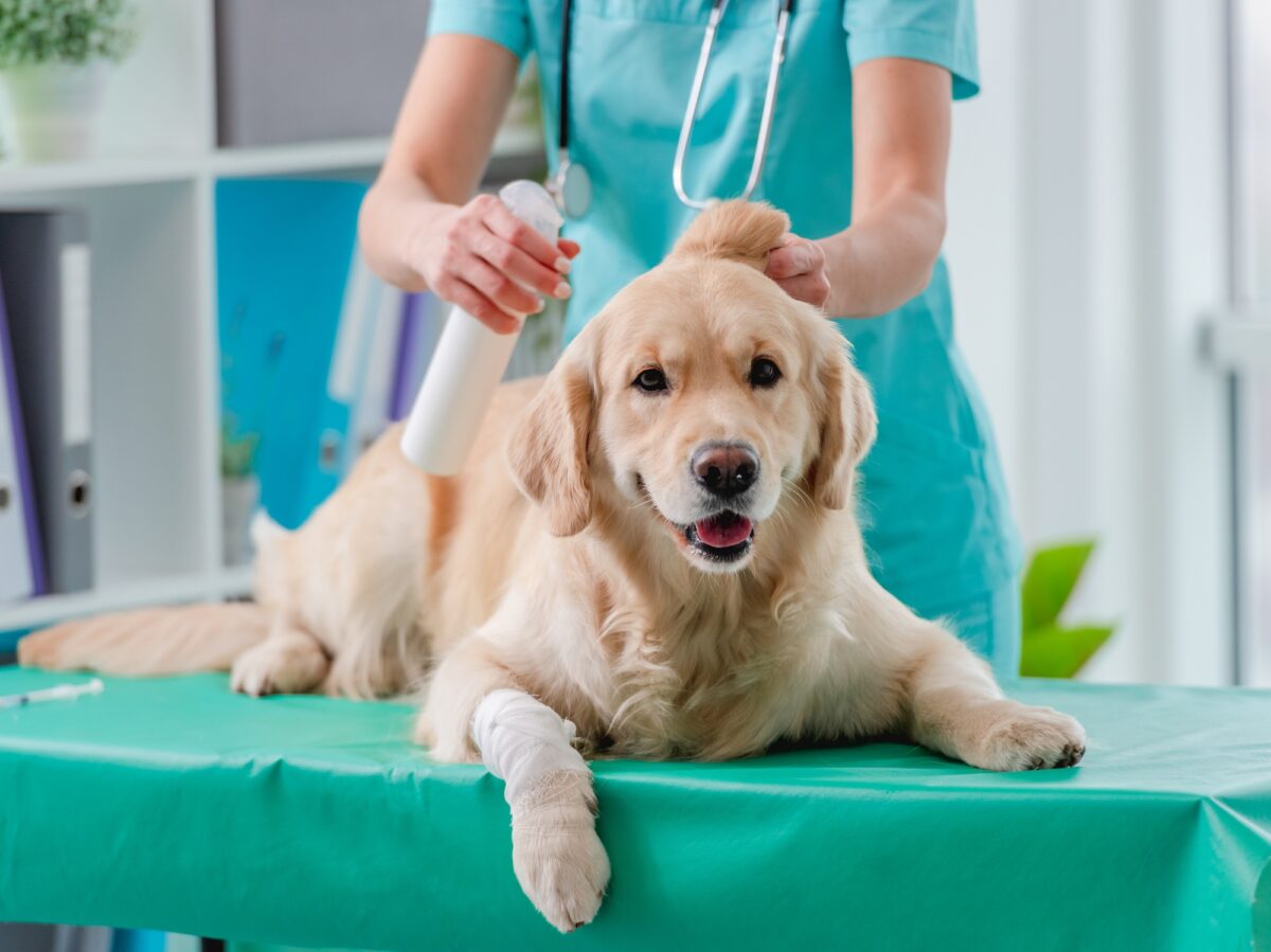 Examen d'un chien Golden retriever dans une clinique vétérinaire