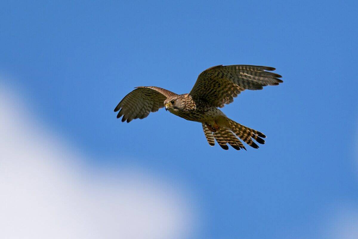 Common kestrel (Falco tinnunculus) Juvenile