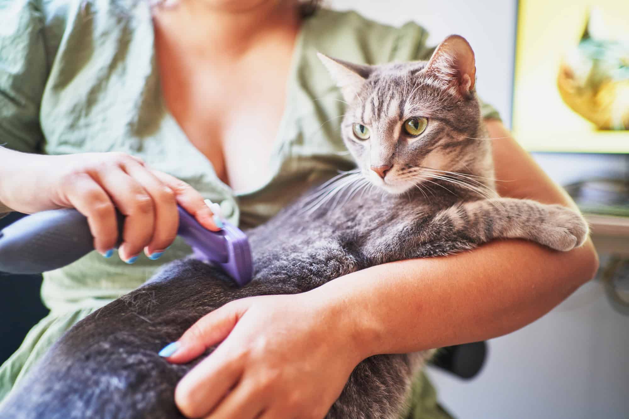 Femme espagnole méconnaissable brossant les poils de son chat