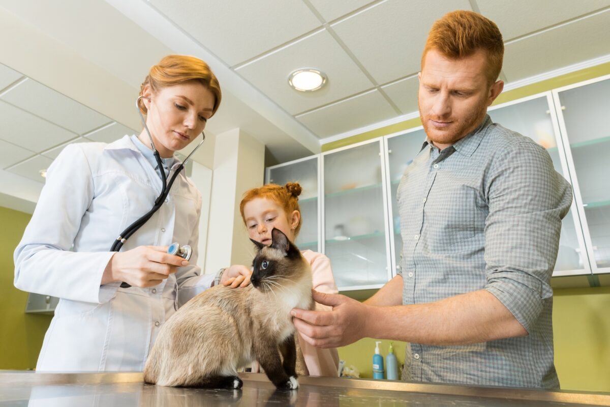 Chat dans clinique vétérinaire