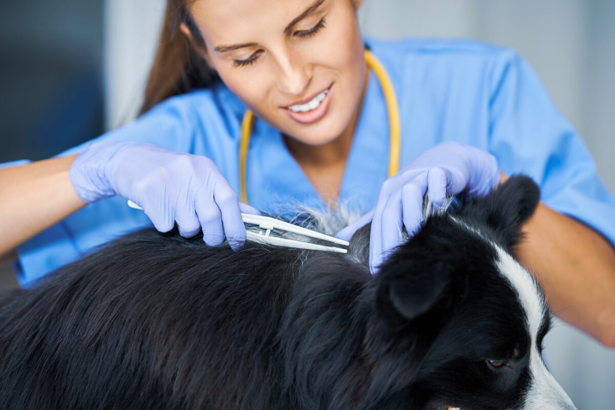 Femme vétérinaire en train d'enlever une tique sur un chien