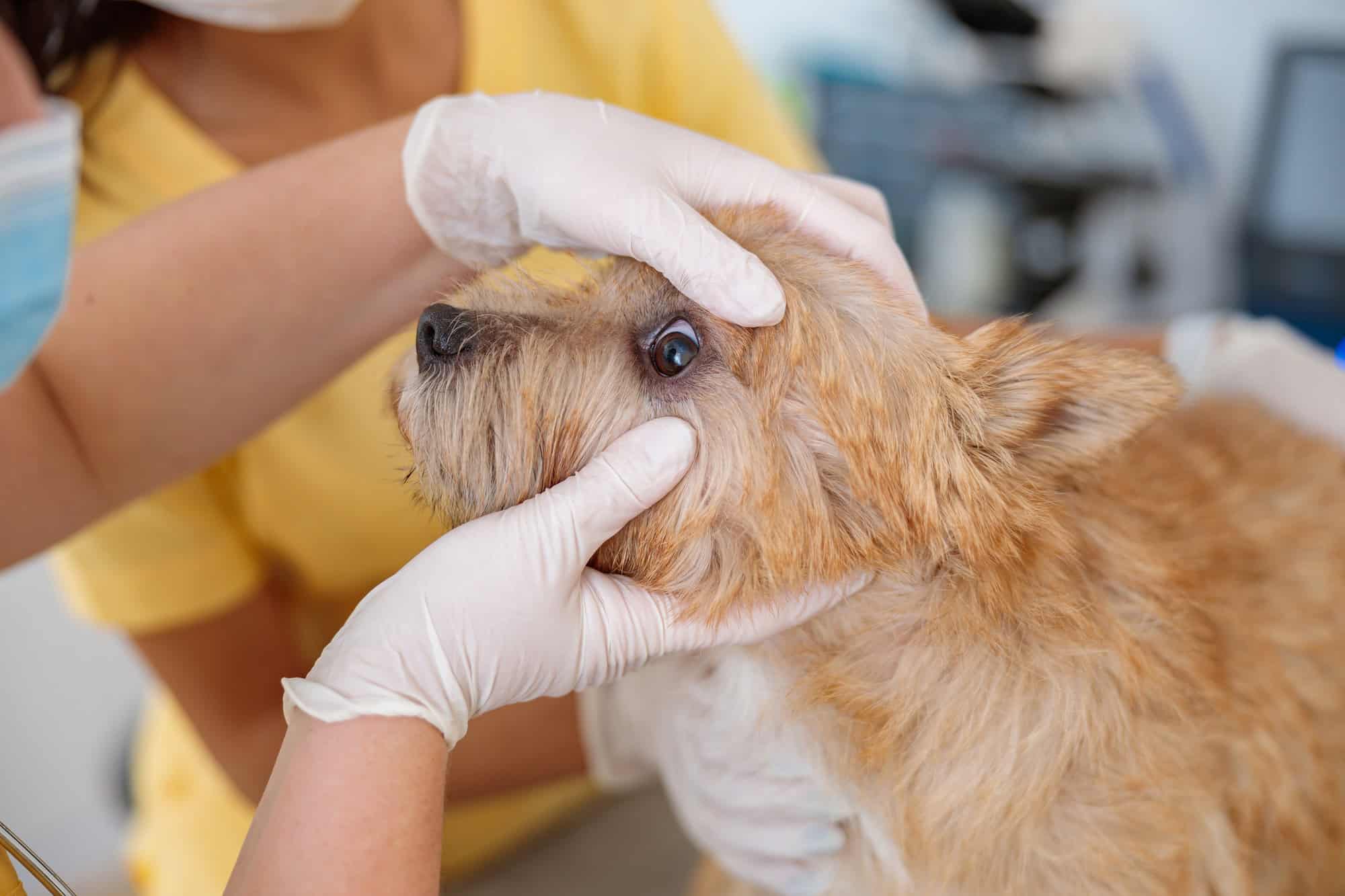 Femme vétérinaire inspectant les yeux d'un chien dans une clinique