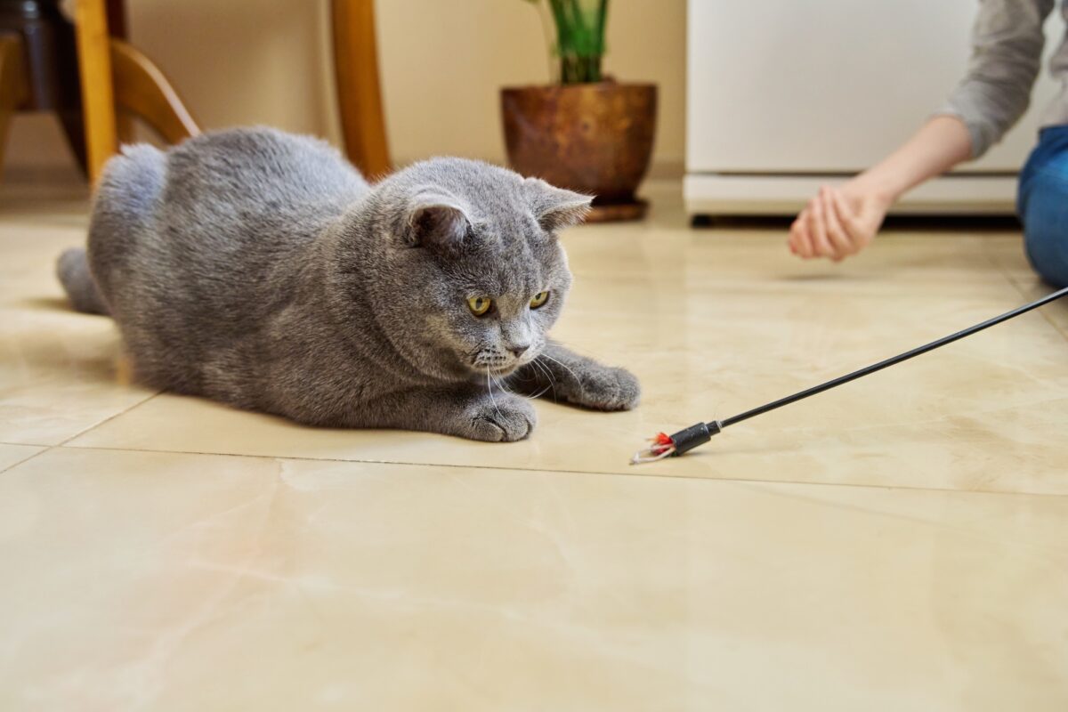 Chat en appartement qui joue