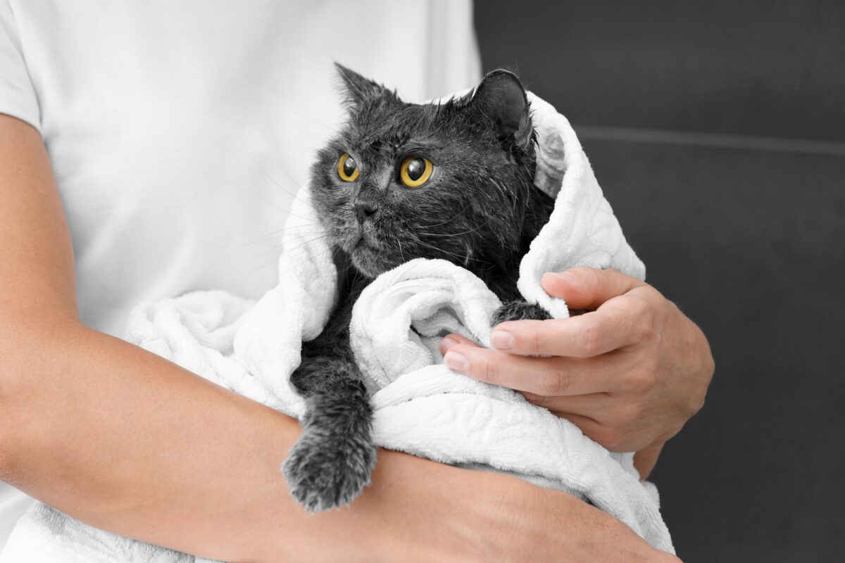 Chat abandonné, recueilli