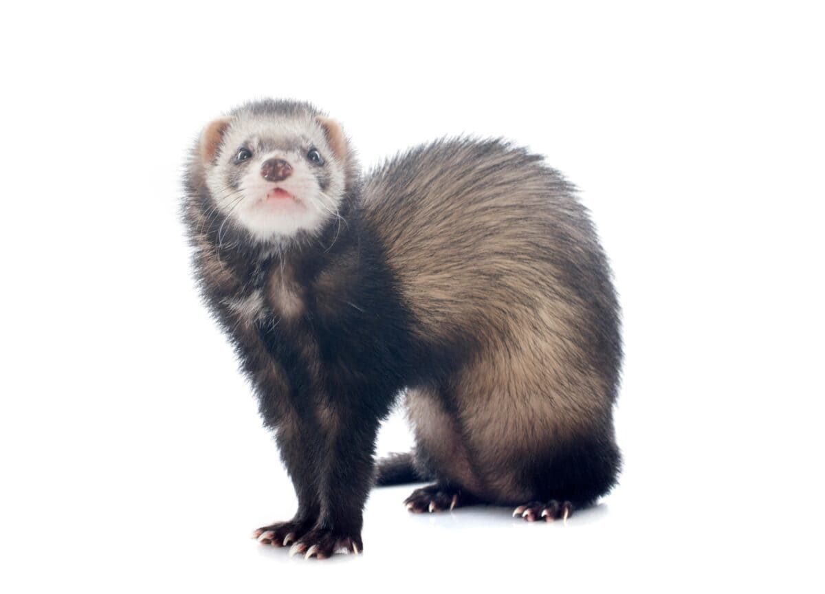 brown ferret