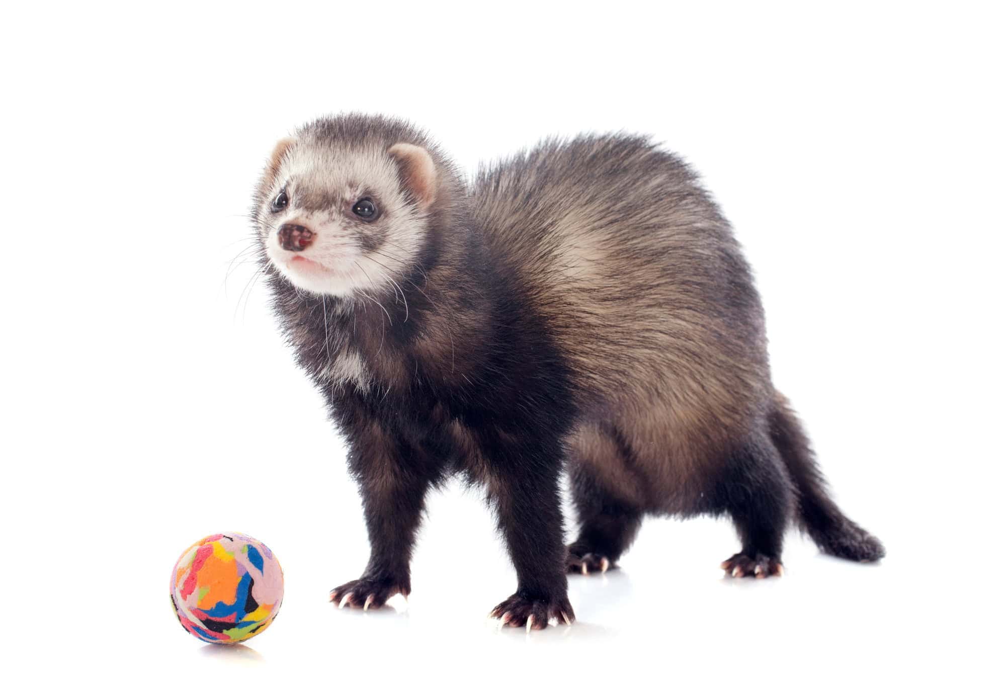 furet brun jouant