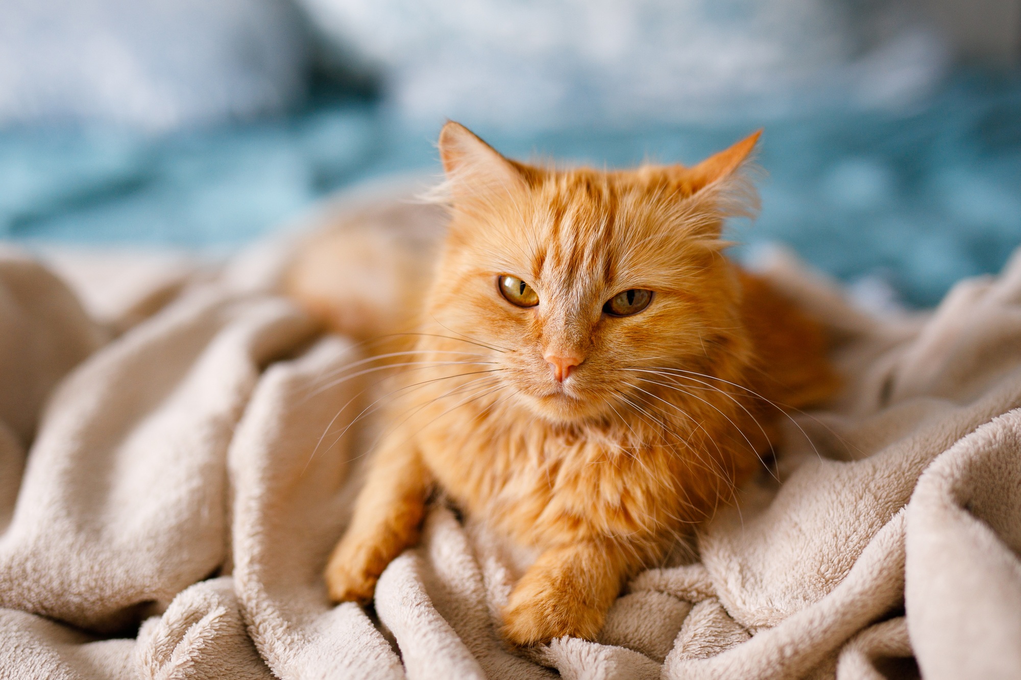 Chat roux