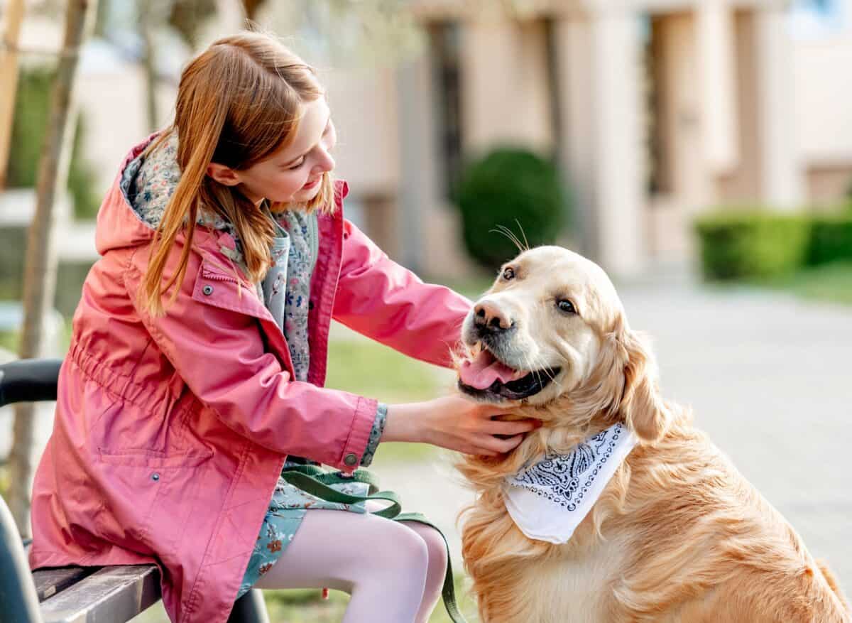 Chien Golden retriever