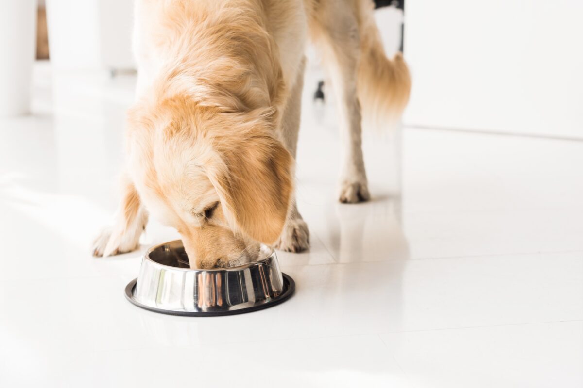 golden retriever mangeant de la nourriture pour chien dans un bol en métal