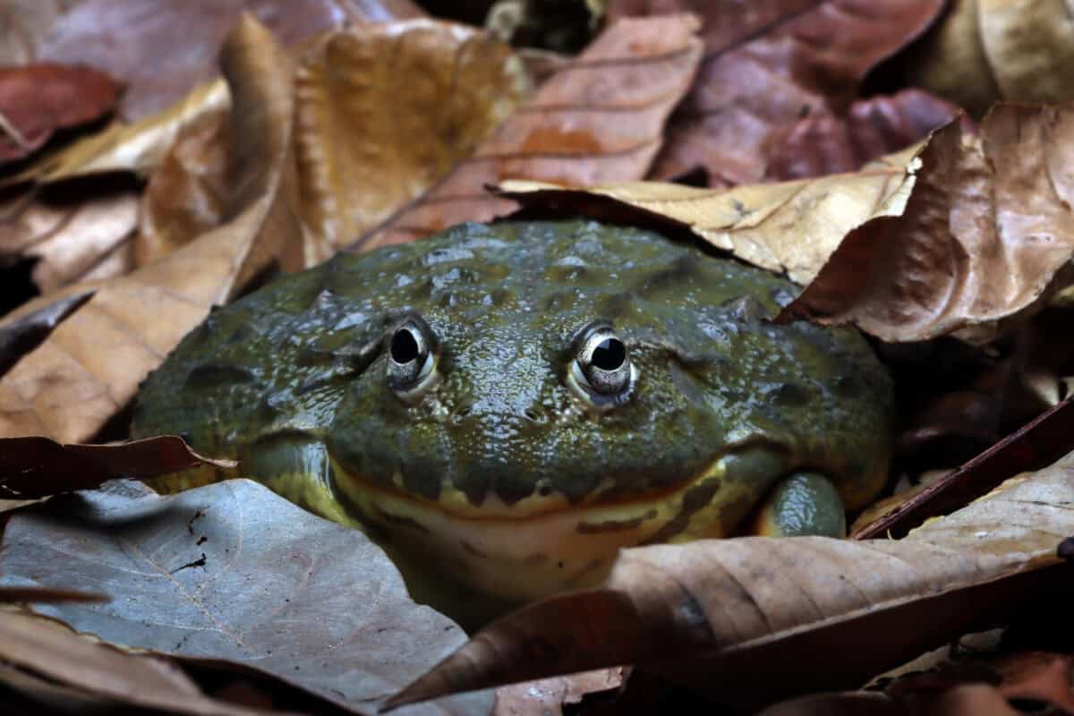 Grenouille-taureau