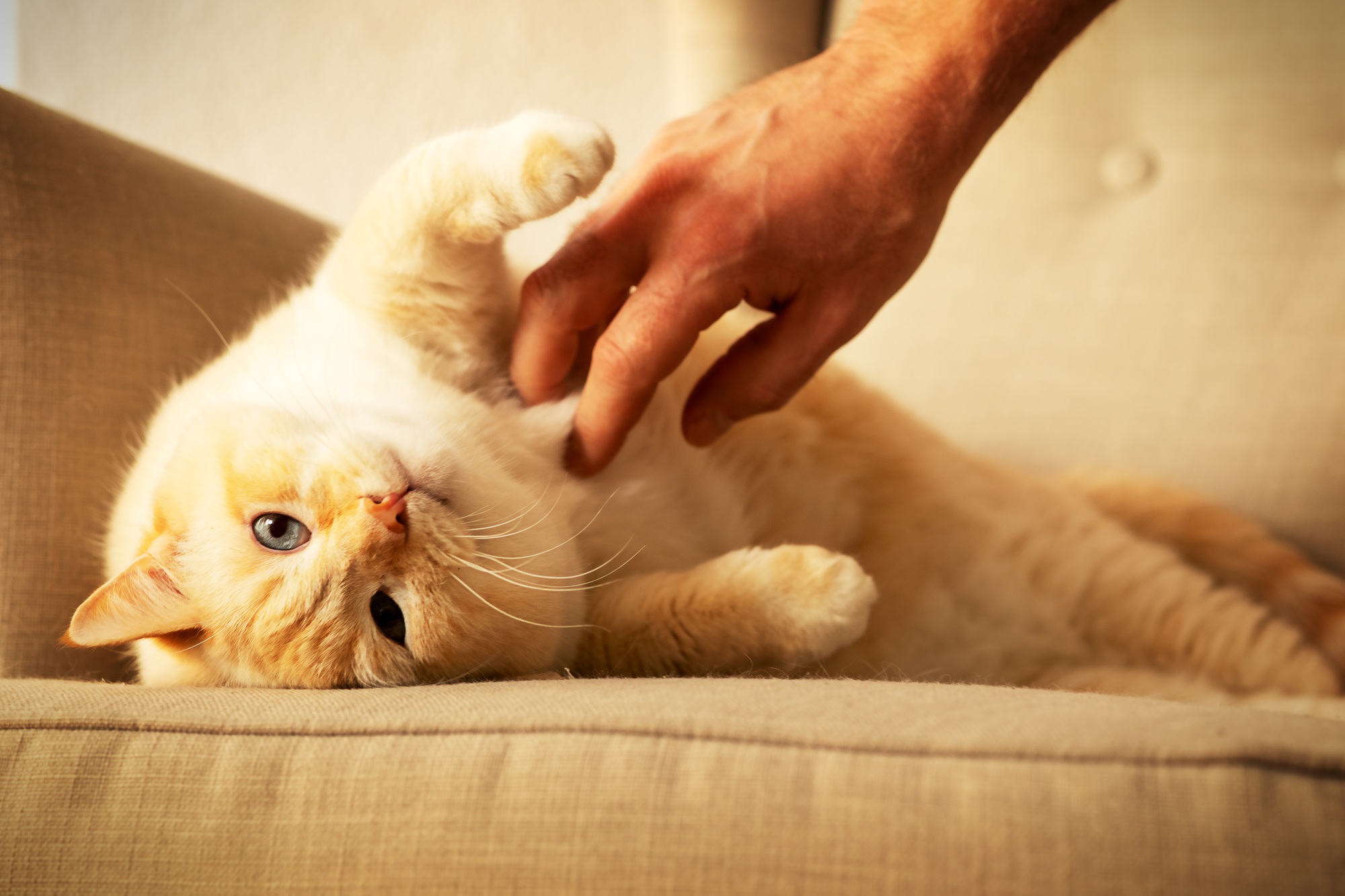 gros beau chat rouge et blanc heureux de profiter de la vie