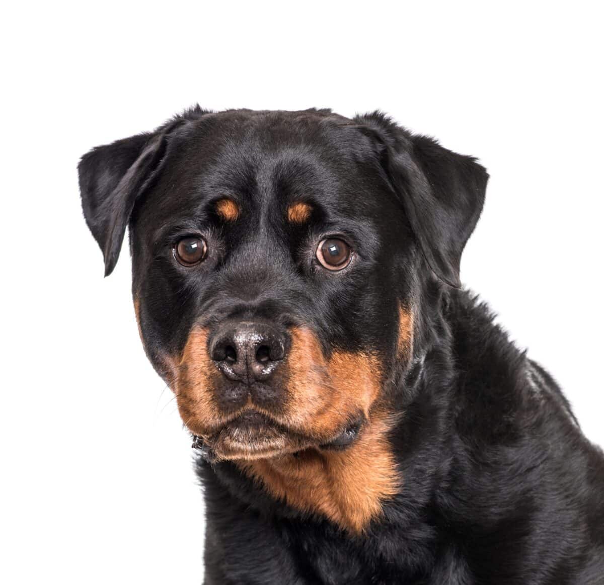 Close-up of a Rottweiler Dog, cut out