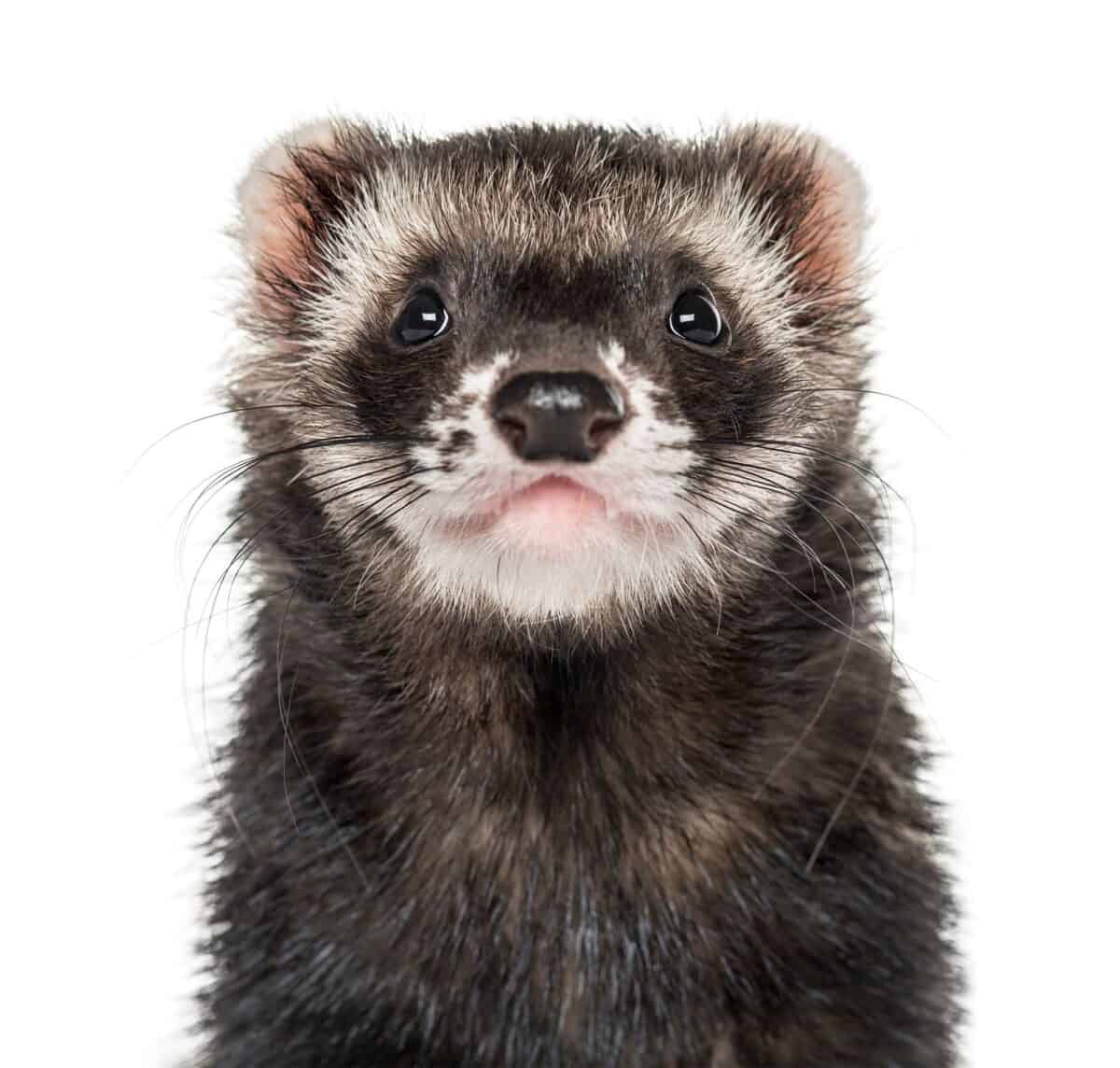 Close-up of a ferret, isolated on white