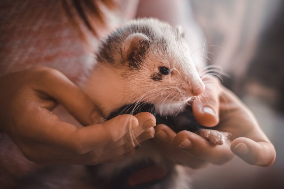 Furet et son propriétaire
