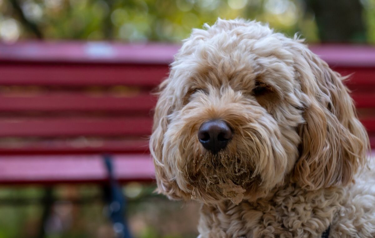 Gros plan d'un labradoodle hirsute sur fond de banc rouge flou