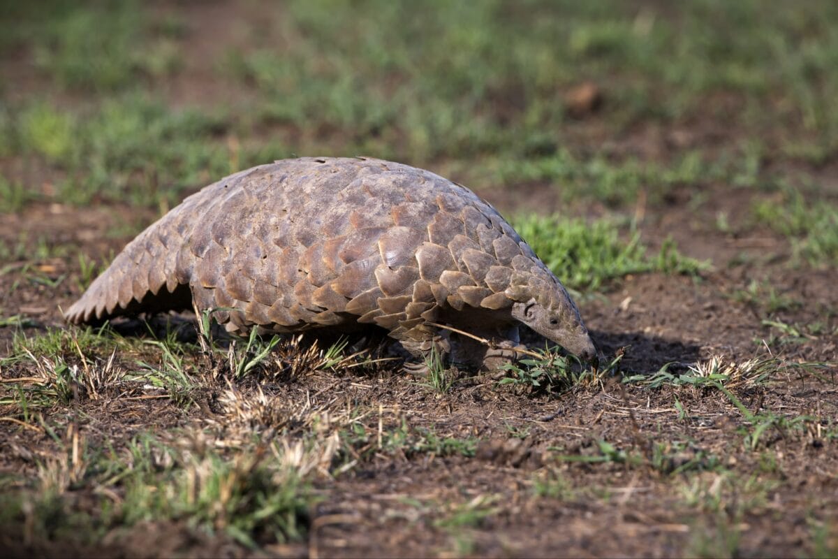 Pangolin terrestre de Tanzanie