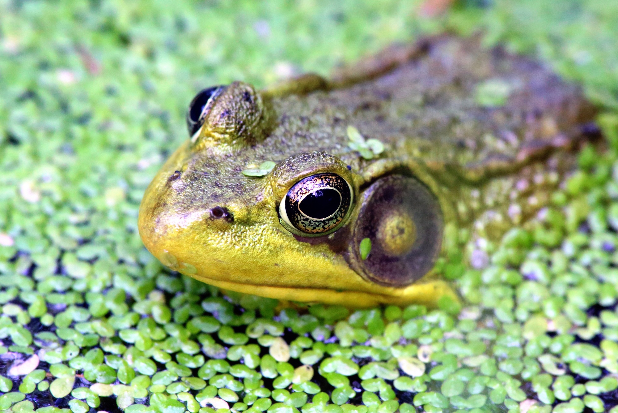 Gros plan d'une grosse grenouille de mer flottant sur des plantes vertes dans l'eau.