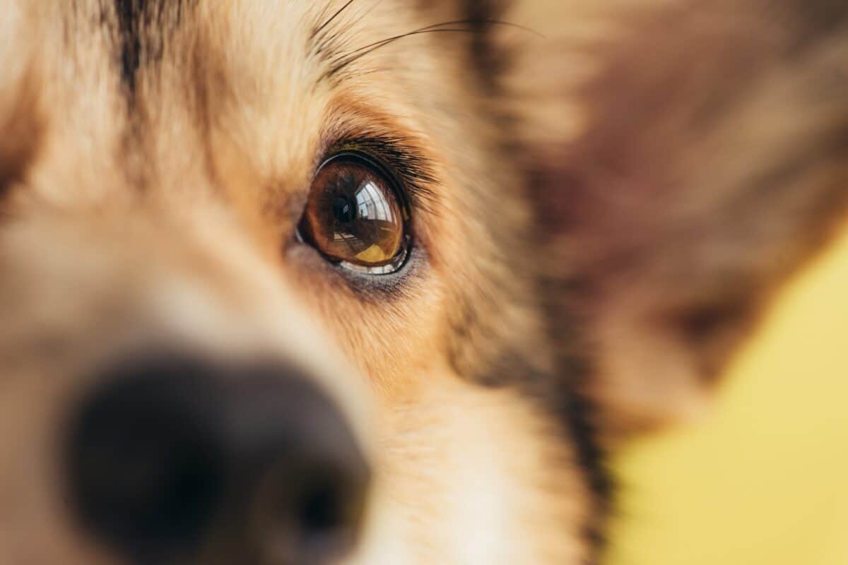 Gros plan de l'oeil du chien Pembroke Welsh Corgi
