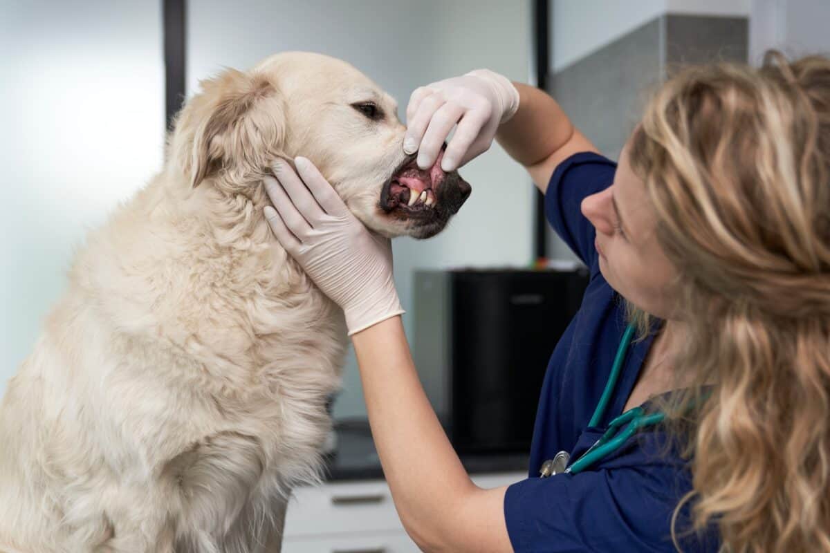 Examen de la santé dentaire d'un chien chez un vétérinaire