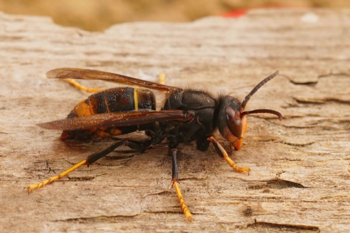 Gros plan sur le frelon asiatique, Vespa velutina, une espèce envahissante et une menace pour les abeilles européennes.
