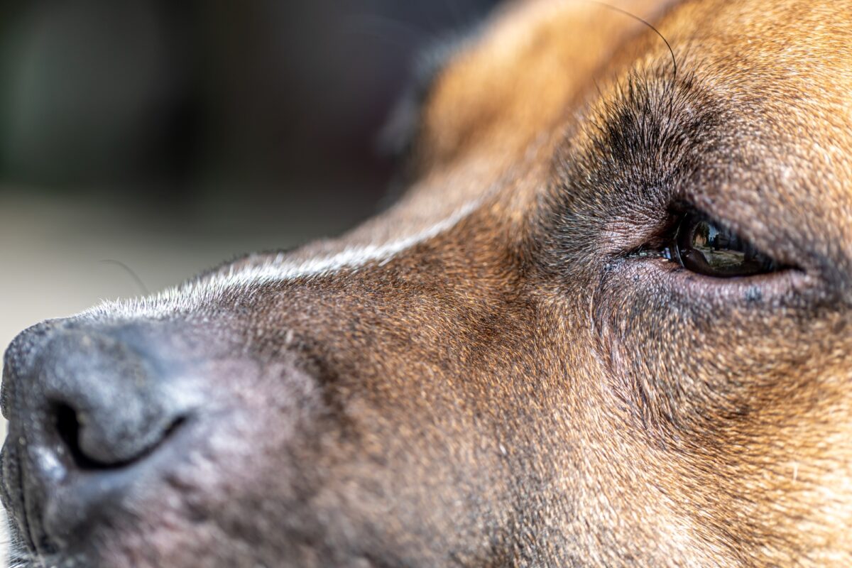Gros plan sur un Labrador