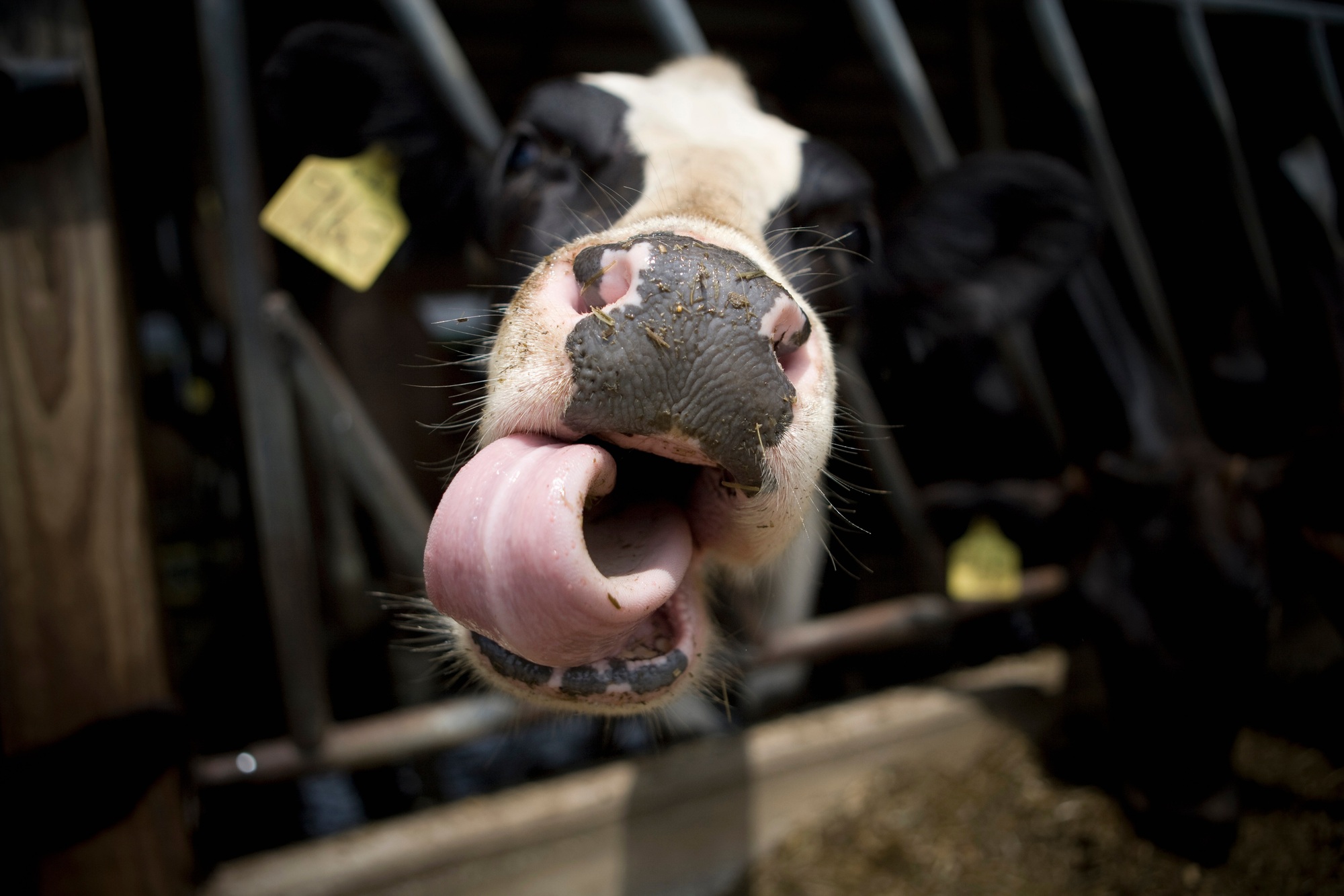 Gros plan sur le nez et la langue d'une vache