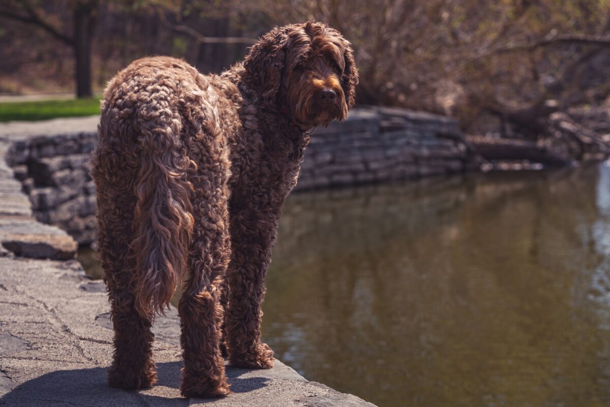 Gros plan sur un chien Labradoodle au bord d'un lac