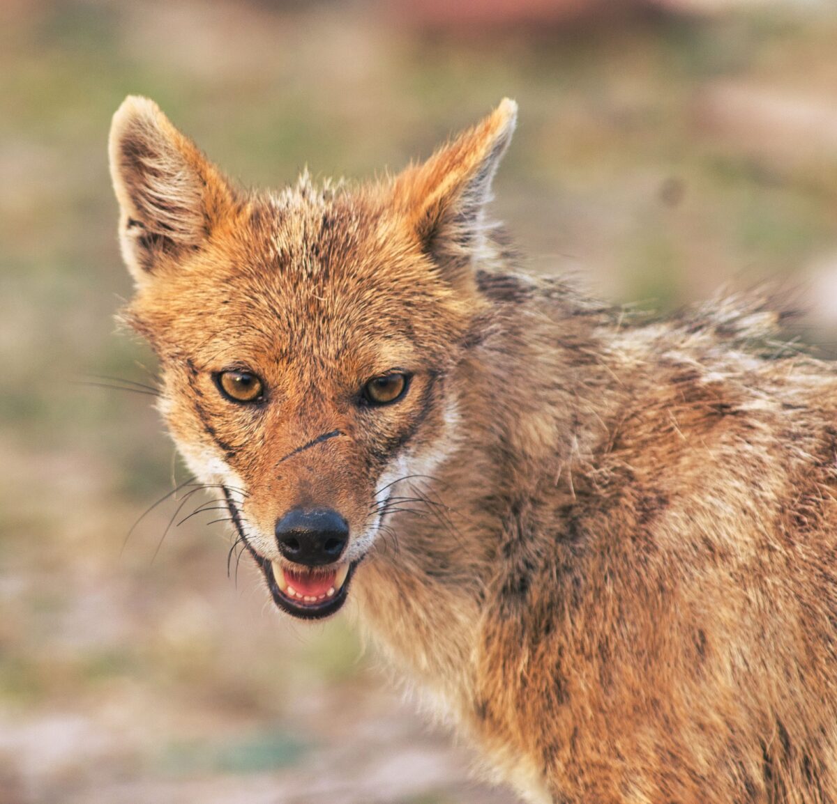 Chacal doré, Canis aureus.