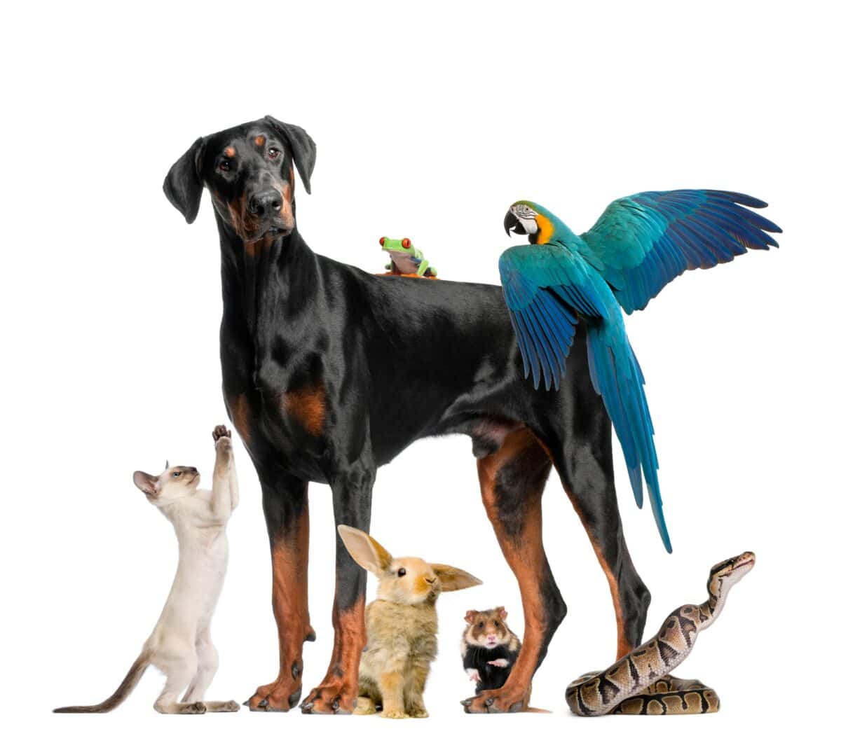 Group of pets