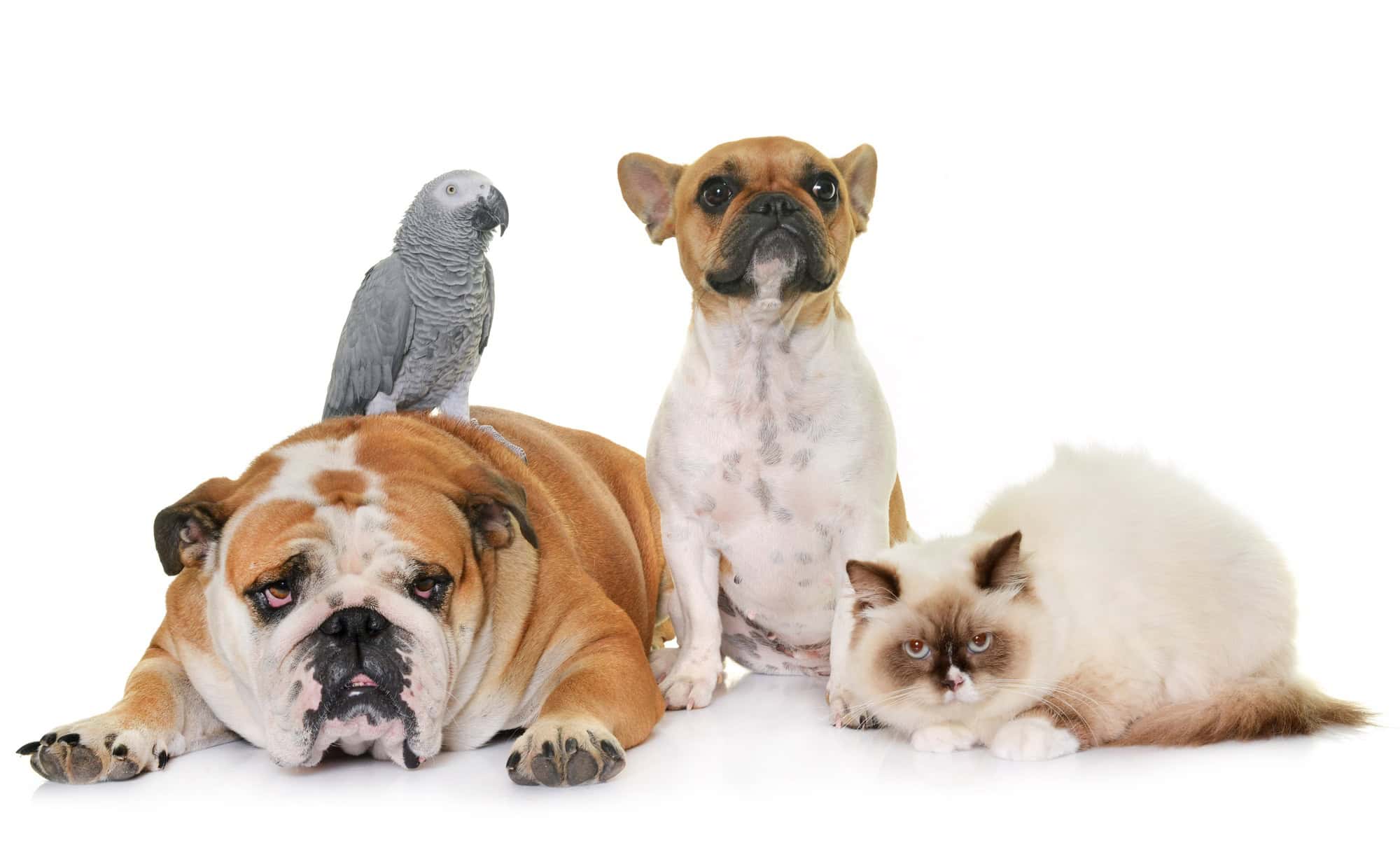 groupe d'animaux de compagnie