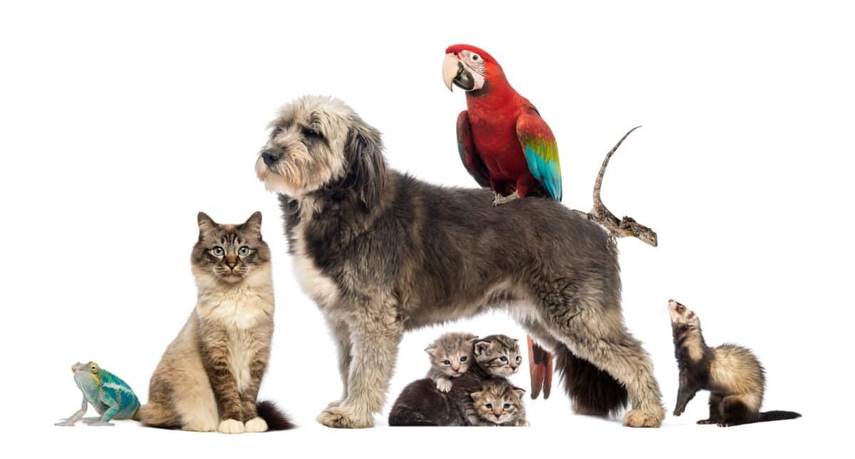 Group of pets,Group of pets - Dog, cat, bird, reptile, rabbit, isolated on white
