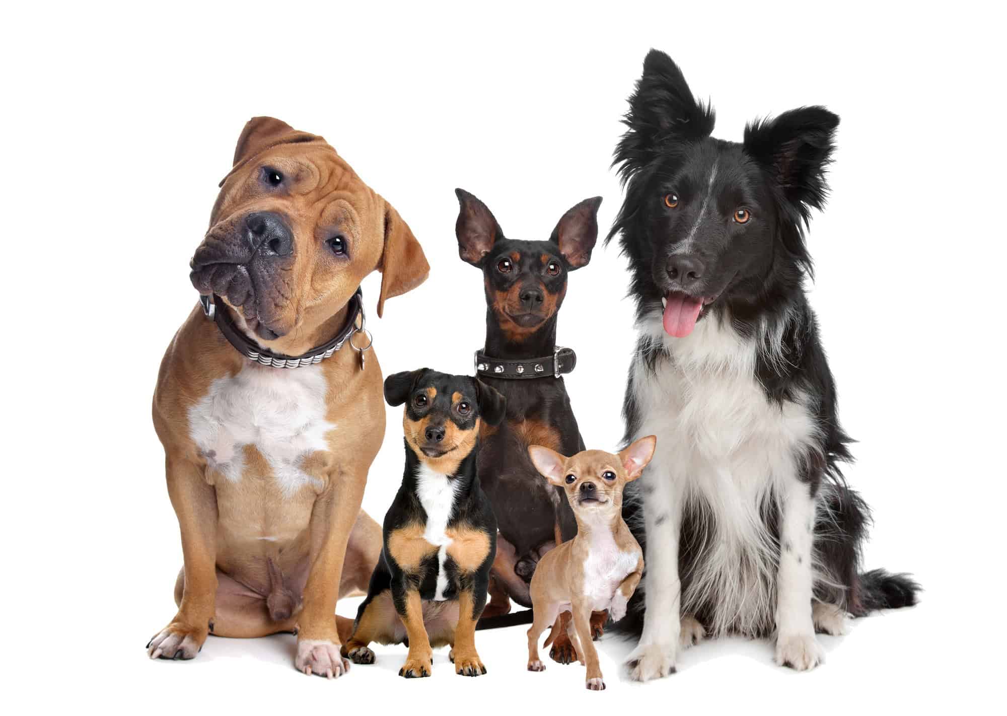 groupe de cinq chiens