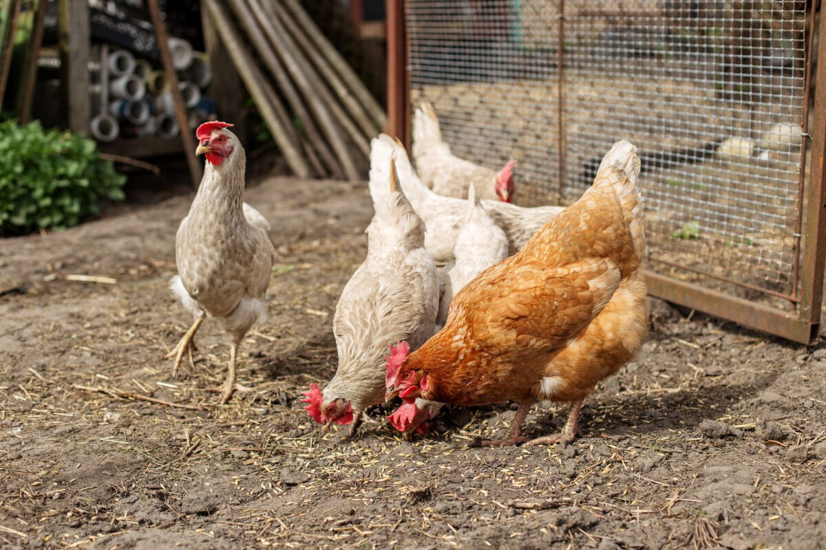 Poules dans un enclos