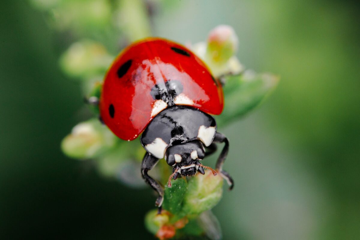 Herbe verte avec coccinelle. Magnifique arrière-plan de nature avec de l'herbe fraîche du matin et une coccinelle.