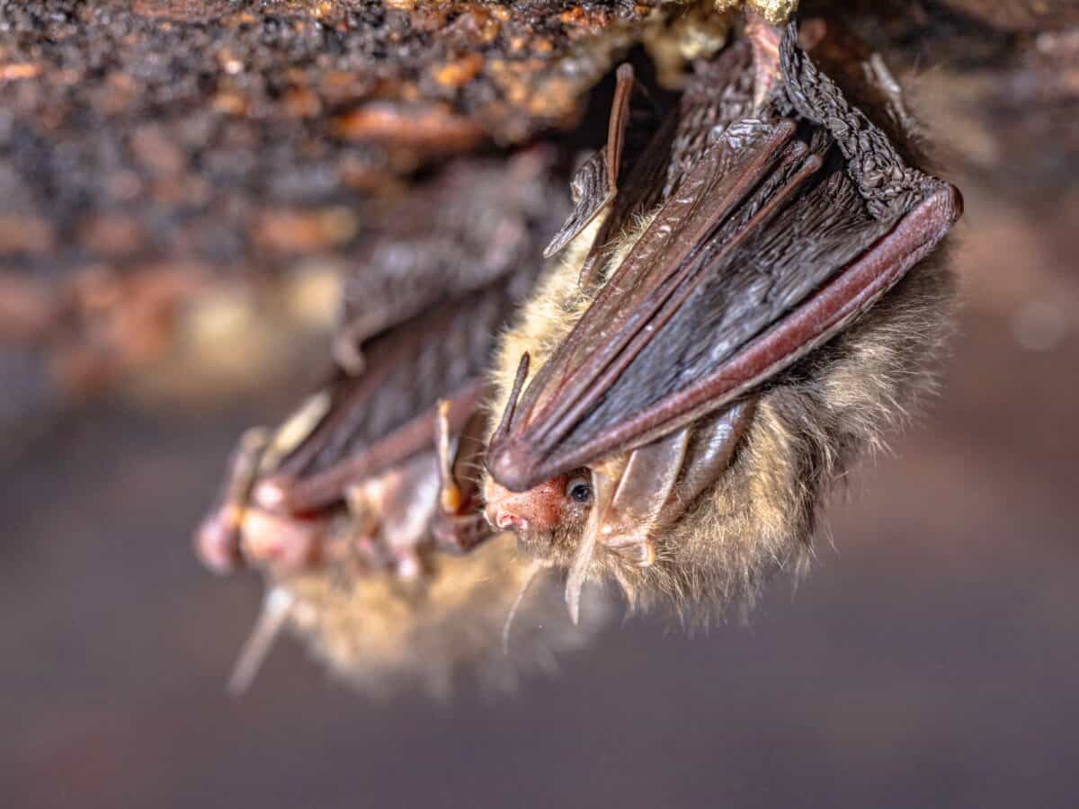 Chauves-souris à longues oreilles en hibernation dans une cave froide