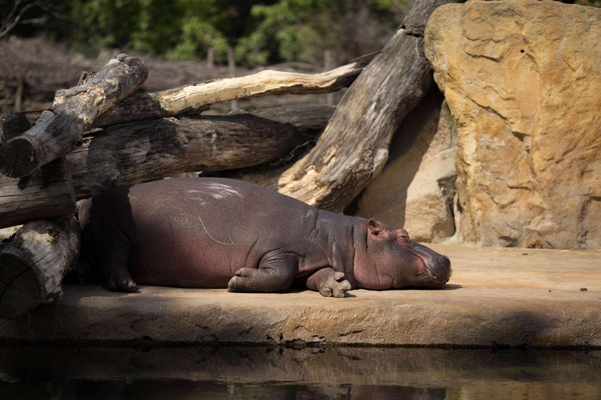 hippopotame dans le zoo de la ville