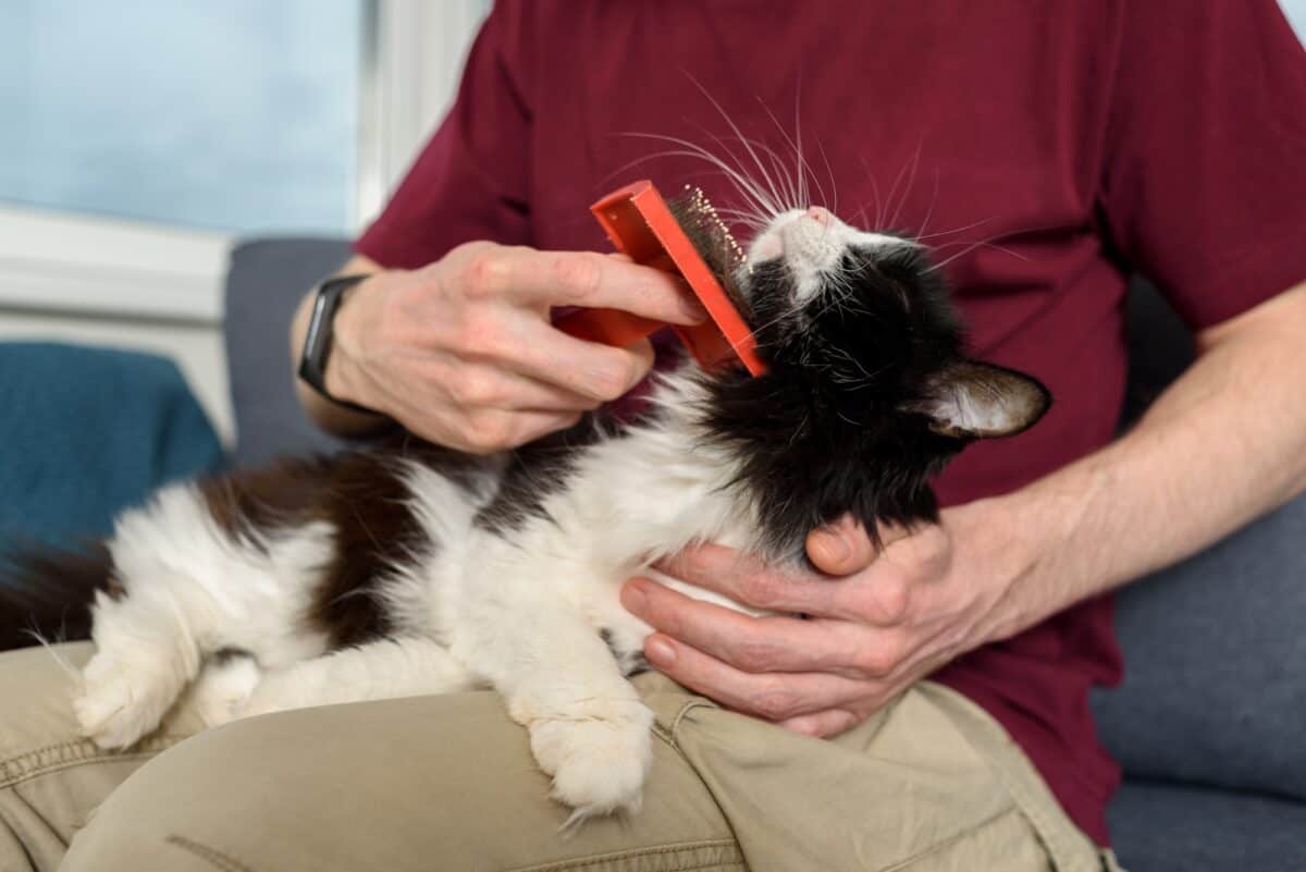 Homme brossant son chat