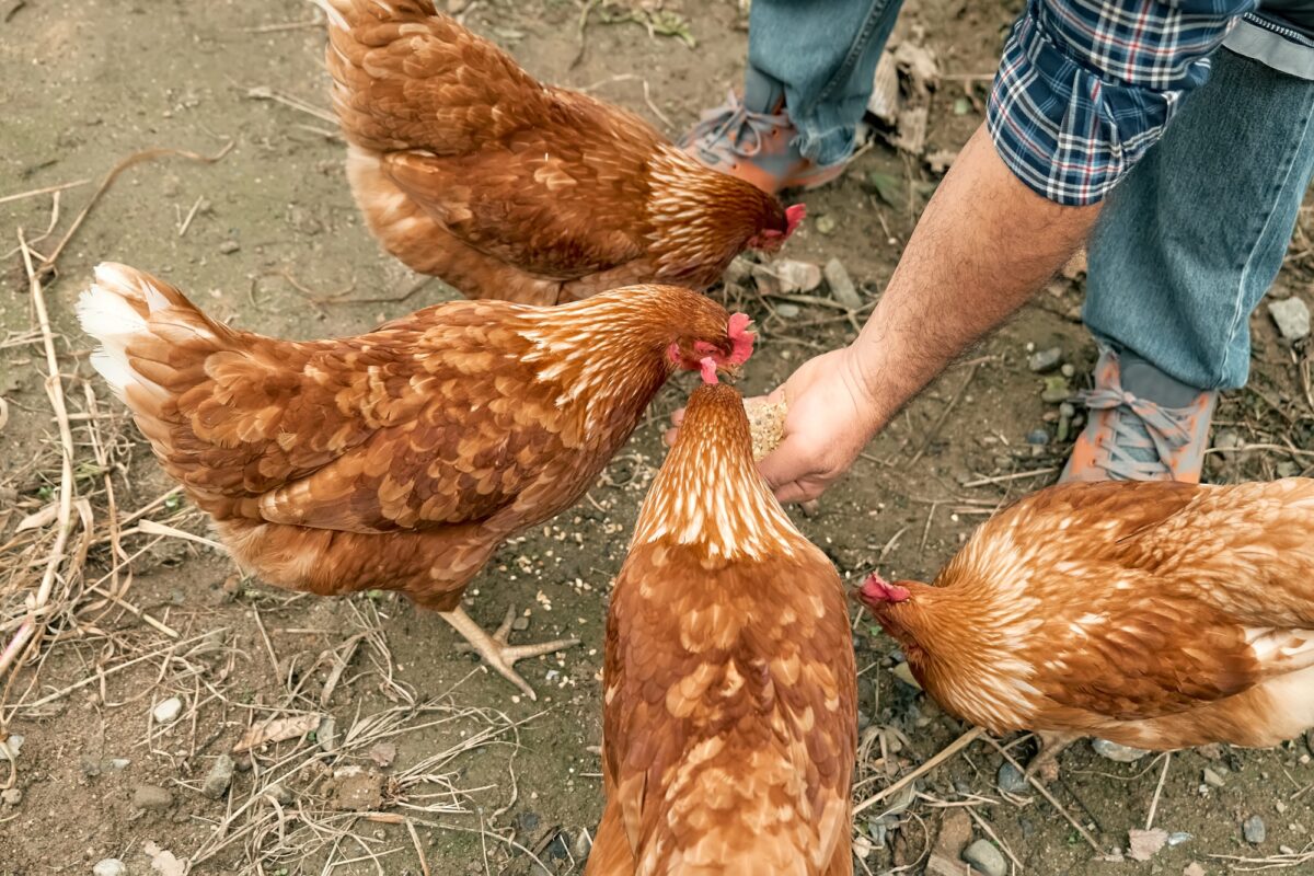 Homme nourrissant des poules à la main dans la ferme.