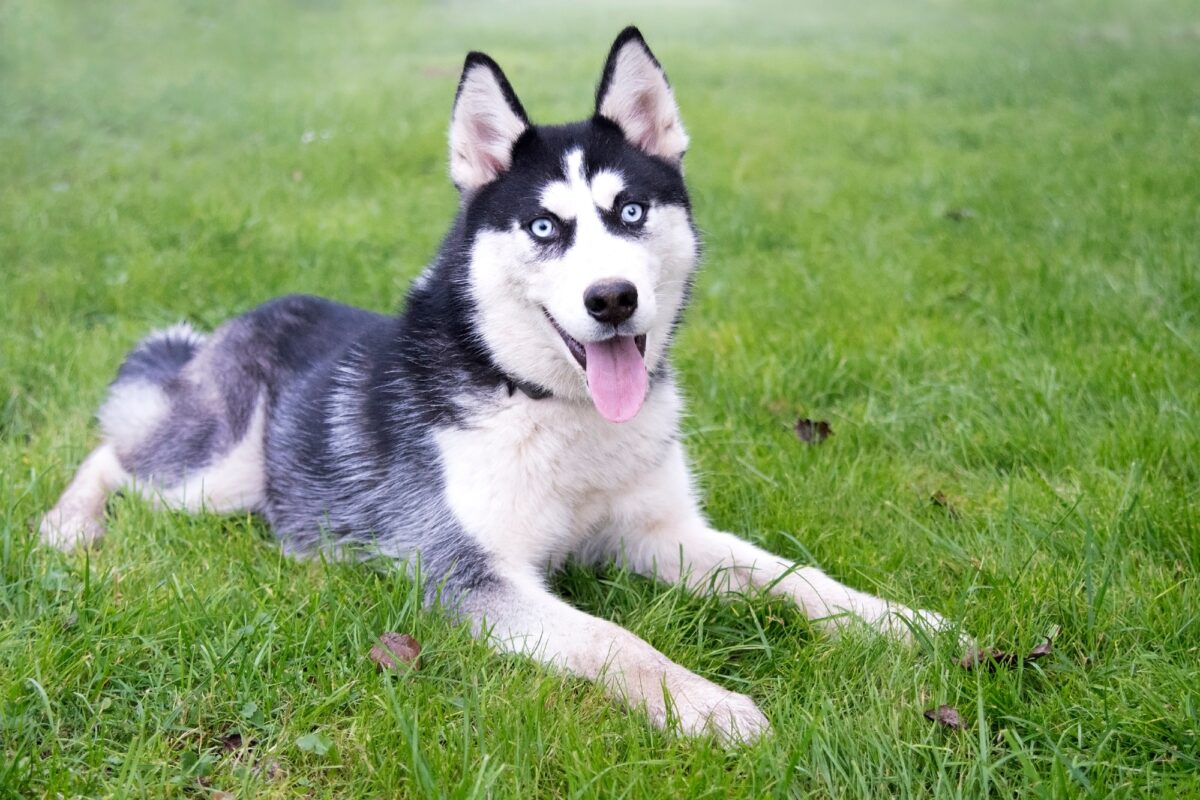 husky sibérien assis