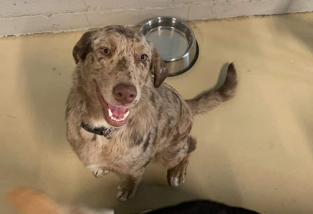 L'importance vitale d'une hydratation adéquate pour votre chien