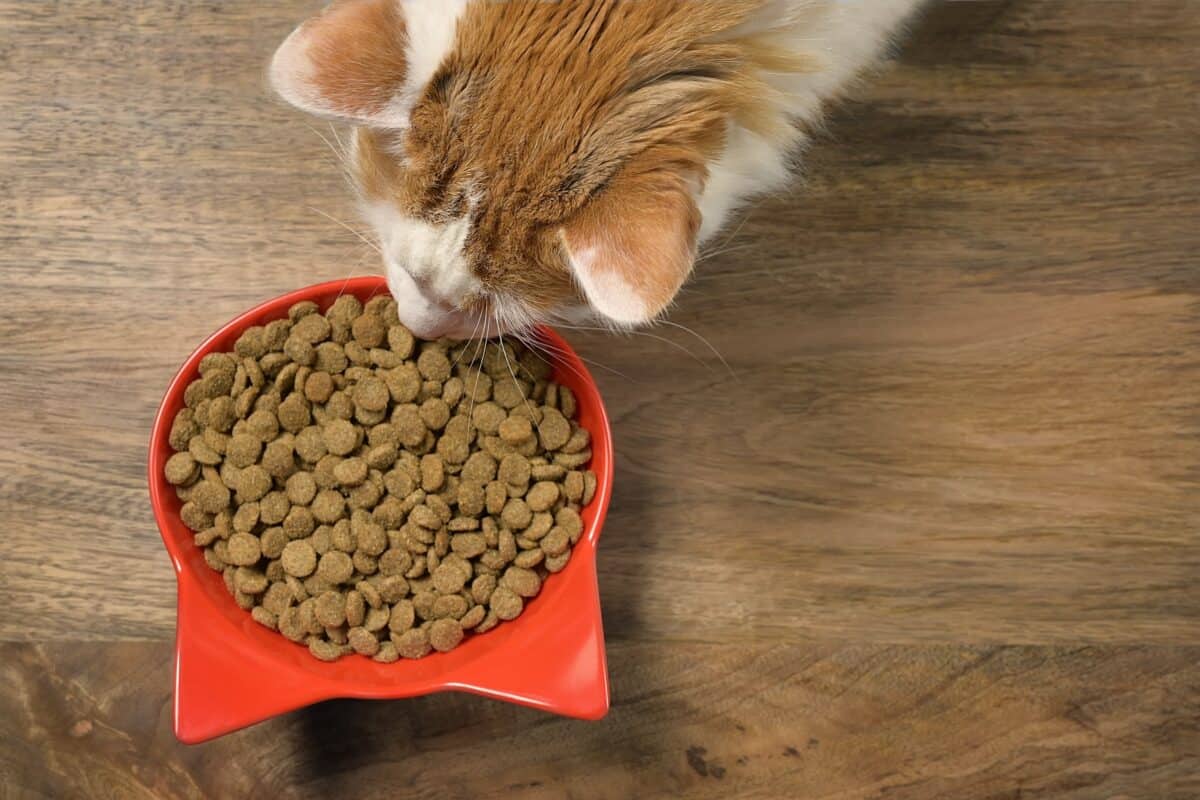 Avis Caats : faut-il se fier à ses croquettes pour chat ?