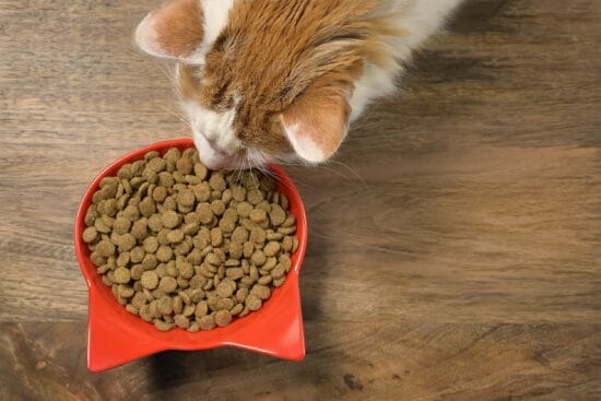 Avis Caats : faut-il se fier à ses croquettes pour chat ?