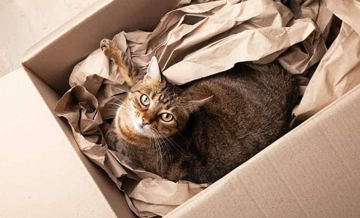 Adopter un chat adulte : les 5 accessoires à avoir avant son arrivée à la maison