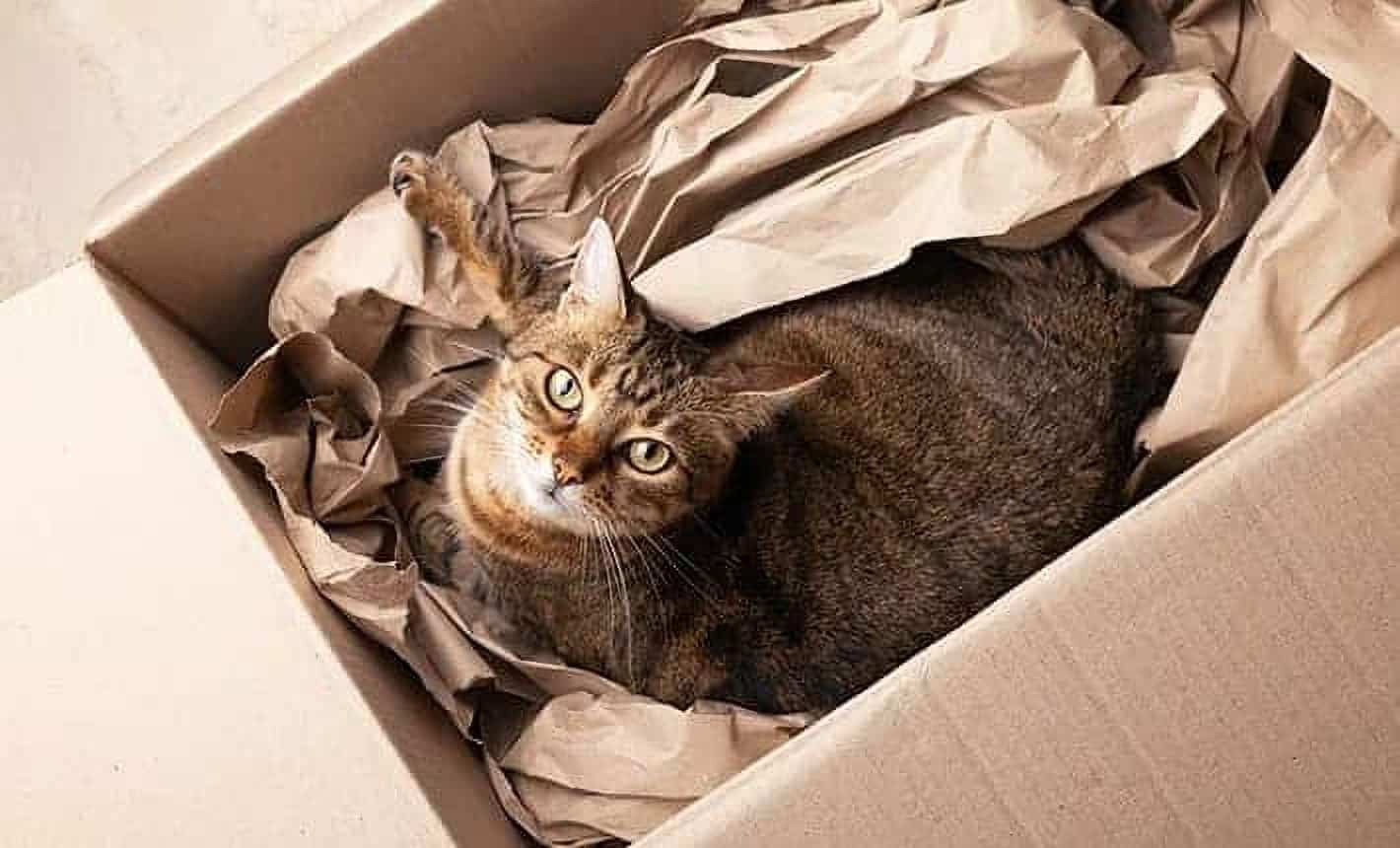 Adopter un chat adulte : les 5 accessoires à avoir avant son arrivée à la maison