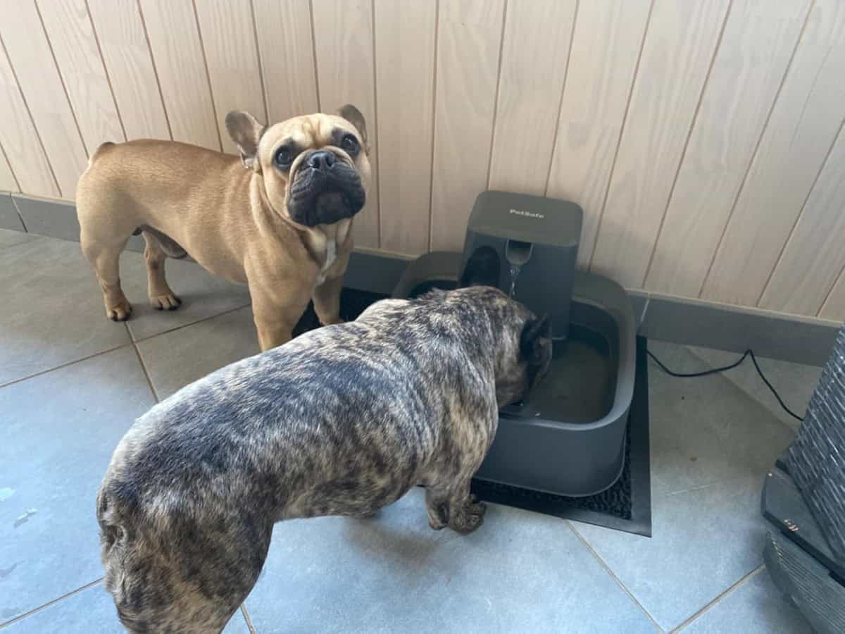 L'importance vitale d'une hydratation adéquate pour votre chien