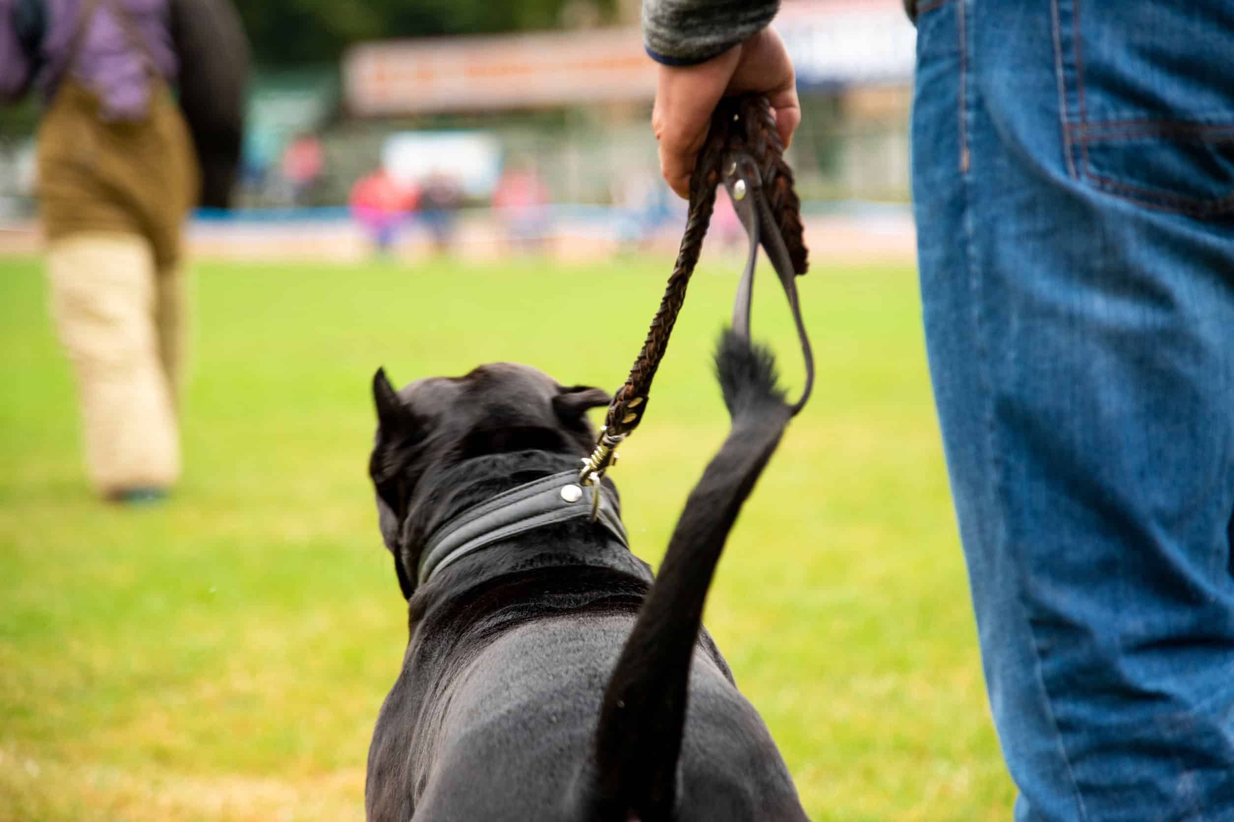 Chien noir tenu en laisse par son maître sur une pelouse d'herbes vertes lors d'une tranchée, vue arrière