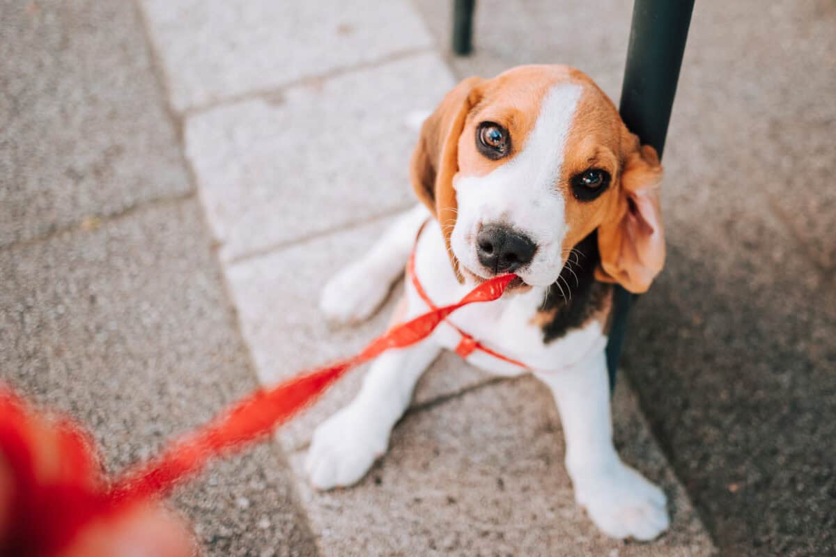 Jeune chiot Beagle jouant avec sa laisse rouge sur des dalles de béton.
