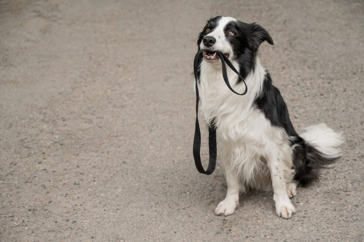Border collie holding leash in mouth outdoors