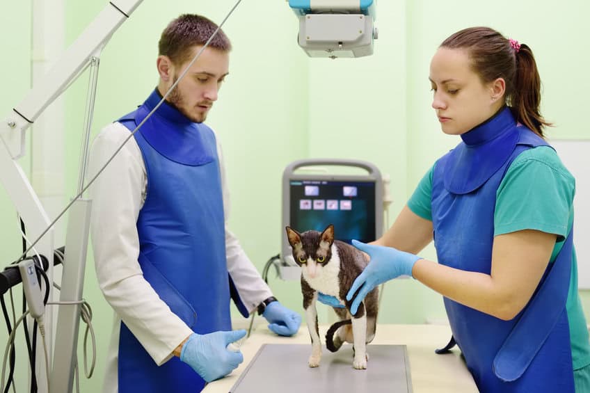Deux vétérinaires vont faire une radiographie d'un chat de race Cornish Rex lors d'un examen dans une clinique vétérinaire. Santé animale. Soins aux animaux.
