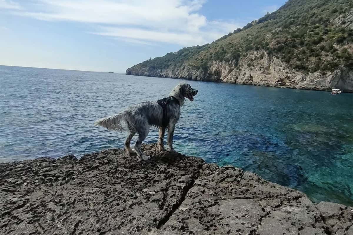 L'importance vitale d'une hydratation adéquate pour votre chien